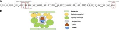 RNA Motifs and Modification Involve in RNA Long-Distance Transport in Plants